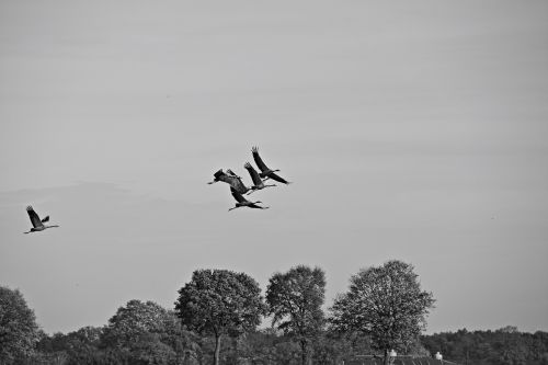 cranes autumn bird flight