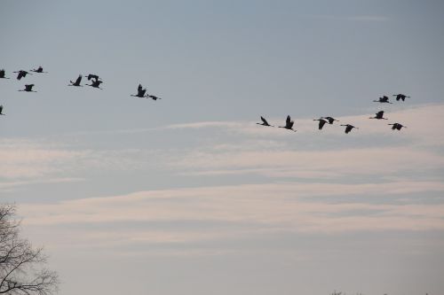 cranes migratory birds autumn