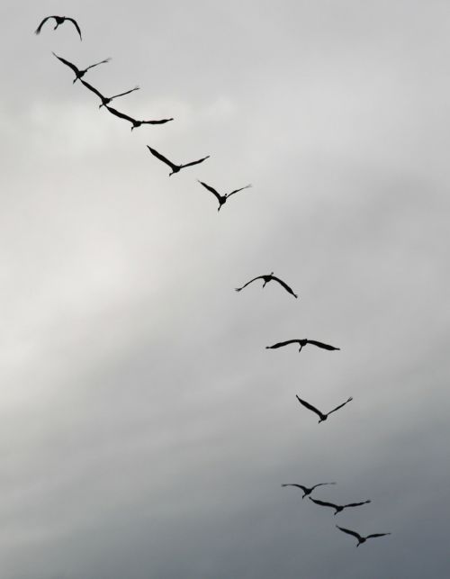 cranes flock of birds migratory birds