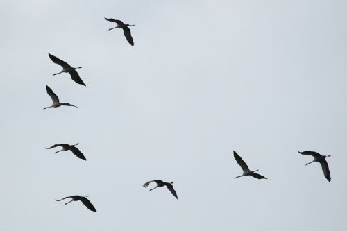 cranes flock of birds migratory birds