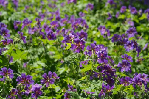 cranesbill blossom bloom