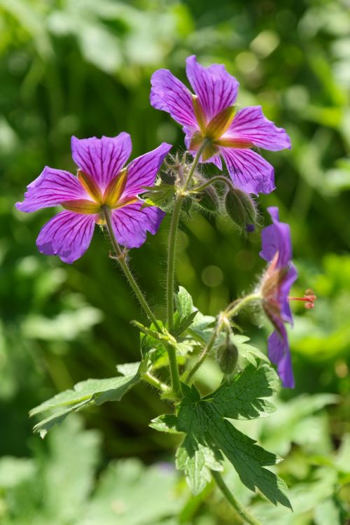 cranesbill blossom bloom