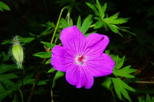 cranesbill blossom bloom