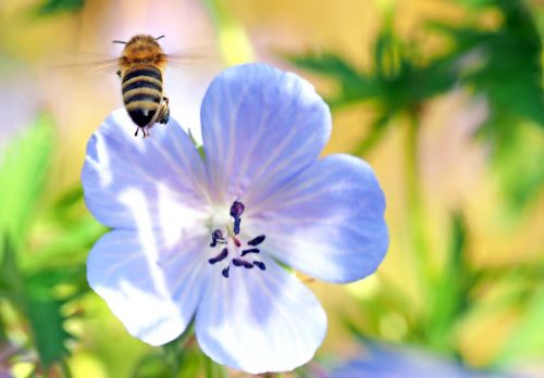 insect plant nature