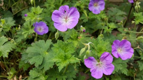 cranesbill shrub nature