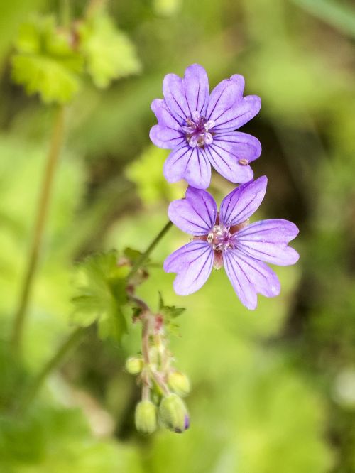 cranesbill flower blossom