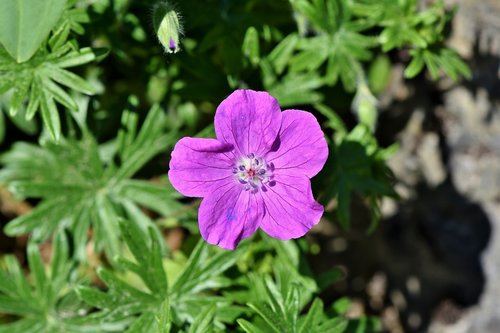 cranesbill  flower  blossom