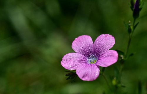 cranesbill  blossom  bloom