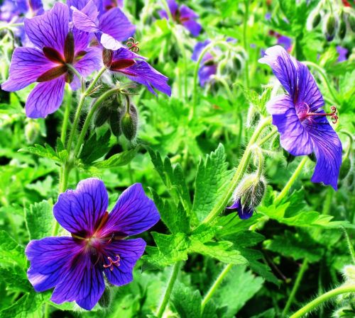 cranesbill flowers blue