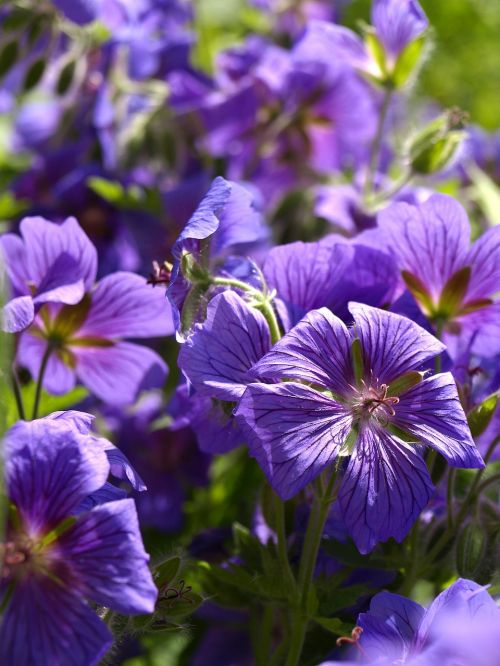 cranesbill perennials blue