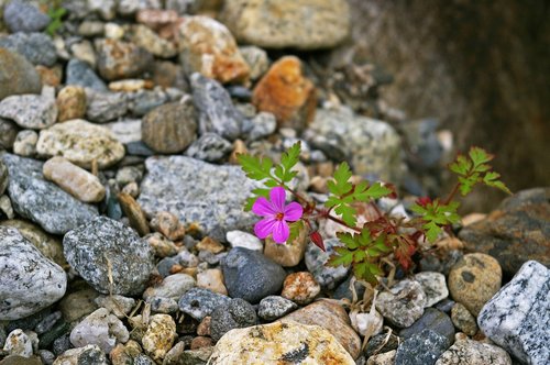 cranesbill  plant  lonely