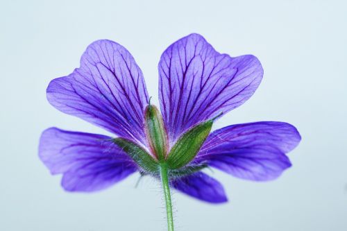 cranesbill blossom bloom