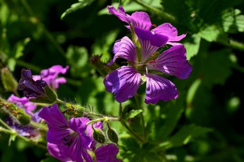 cranesbill  flower  violet