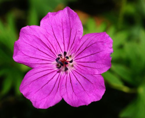 cranesbill flower blossom