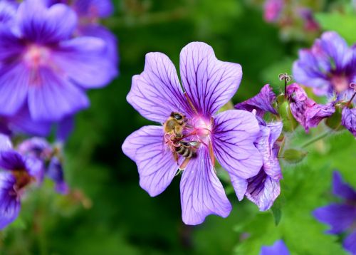 cranesbill bee spring