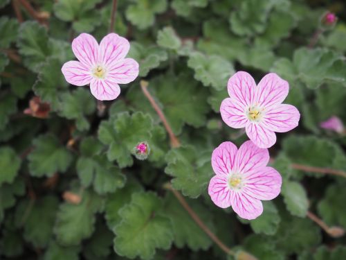 cranesbill flowers early summer flowers