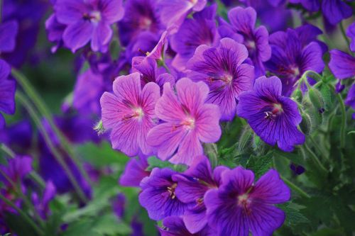 cranesbill flowers flower