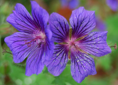 cranesbill blue close