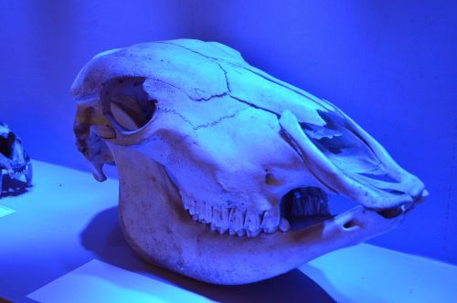 cranio horse bone
