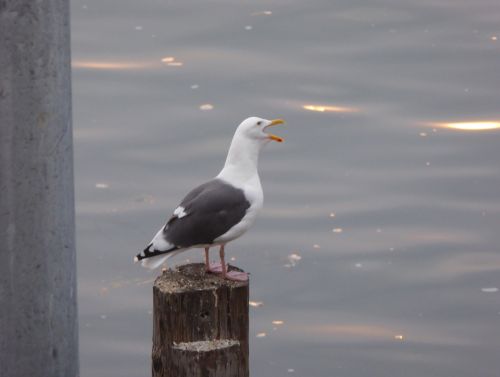Cranky Sea Gull On A Post