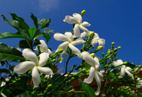crape jasmine moonbeam carnation of india