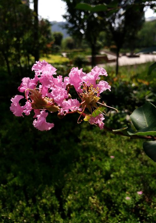 crape myrtle flower purple xi'an qujiang