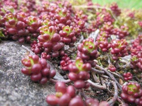 crassulaceae sedum stonecrops