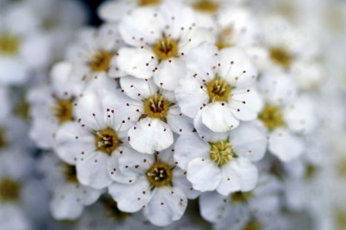 crataegus flower white