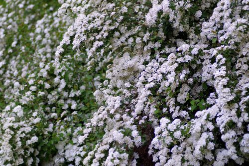 crataegus flower white