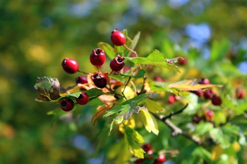 crataegus bush autumn