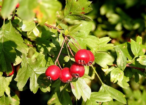 crataegus  hawthorn fruit  red fruits