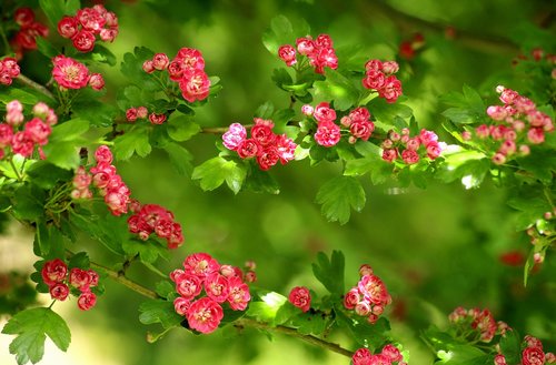 crataegus  tree  flowering