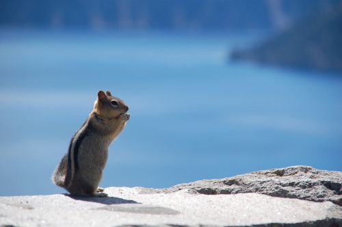 craterlake america squirrel