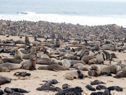 crawl namibia beach