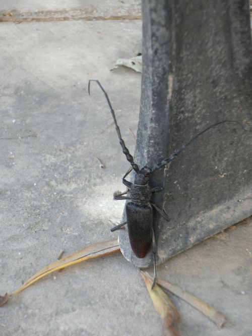 crawl climb beetle