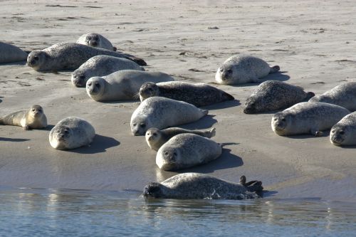 crawl grey seals sandbar