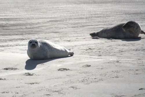 crawl grey seals sandbar