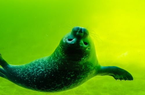 crawl seal north sea