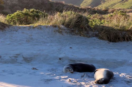 crawl beach animals