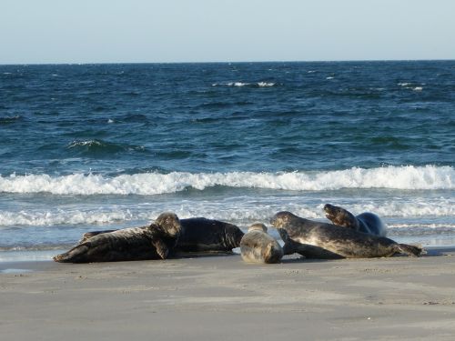 crawl seals mammals