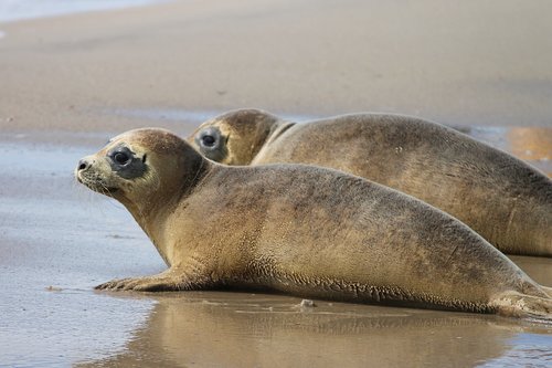 crawl  young animals  beach