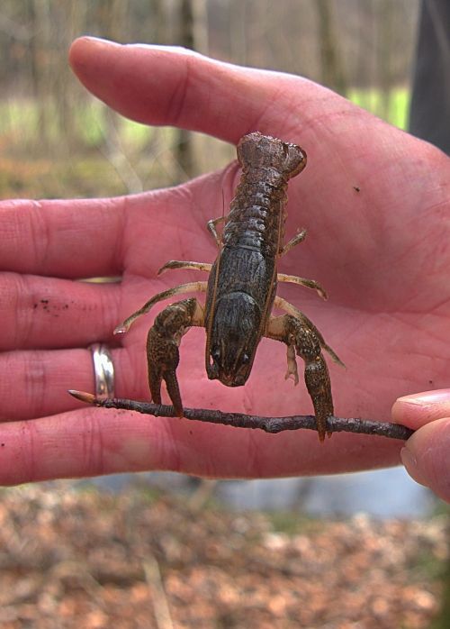 crayfish animal cancer