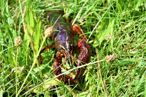 crayfish crawfish lobster
