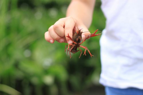 crayfish summer japan