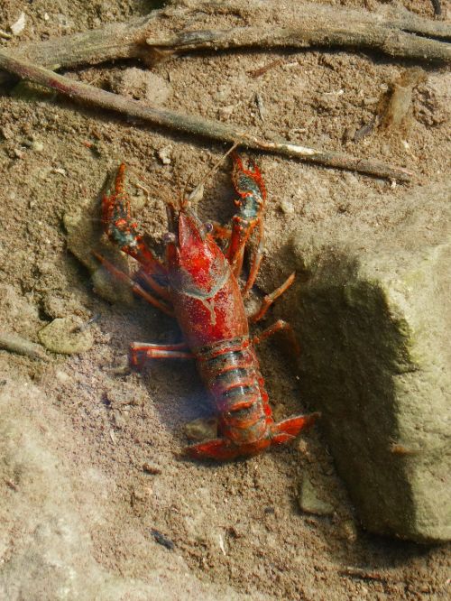 crayfish american crab red