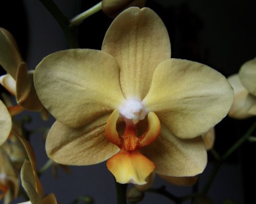 cream-colored orchid room plant exotic plant