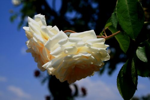 Cream Colored Roses