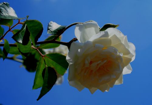 Cream Rose And Blue Sky