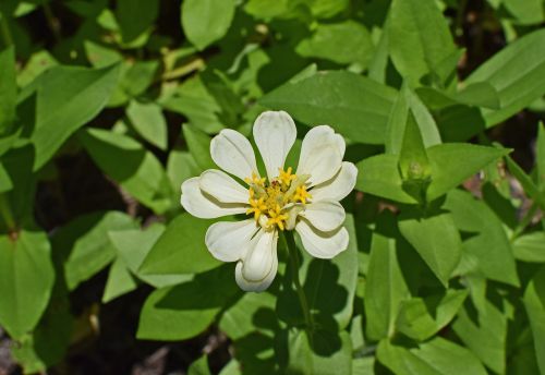 creamy-white zinnia flower blossom