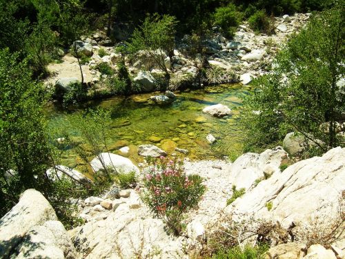 creek transparent water green